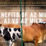 BENEFITS OF A2 MILK | A1 VS A2 MILK