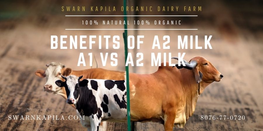 BENEFITS OF A2 MILK | A1 VS A2 MILK