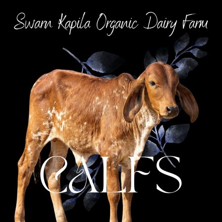 buy gir cow calf online | Male calf | Female Calf