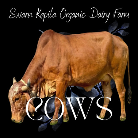 Shop for Gir Cows | Online Livestock purchase | Gir Cow for Sale