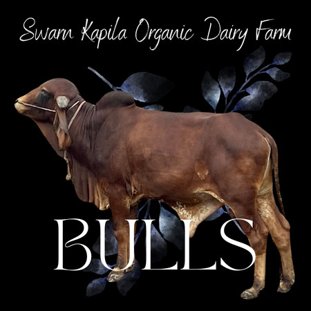 buy gir brazil DNA bull online