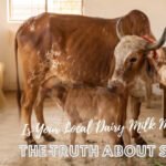 Ethical dairy farming | Oxytocin in milk side effects