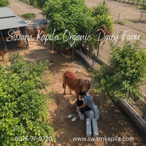 Cow-calf contact milk | pure A2 Gir cow milk | organic dairy farm North Delhi | synthetic hormones in dairy